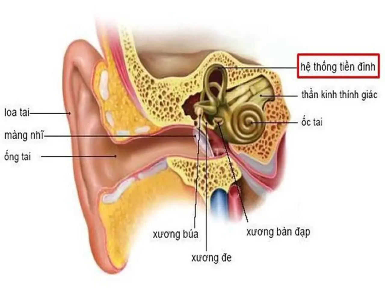 Điều trị rối loạn tiền đình